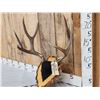 Image 3 : 5x5 Mule Deer Antlers On Plaque