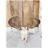 169" Whitetail Antlers On Skull