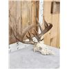 Image 3 : 169" Whitetail Antlers On Skull