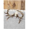 Image 4 : 169" Whitetail Antlers On Skull
