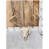 Image 1 : 4x5 Whitetail Antlers On Skull