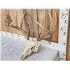 Image 3 : 4x5 Whitetail Antlers On Skull
