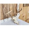 Image 4 : 4x5 Whitetail Antlers On Skull