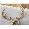 Image 5 : 4x5 Whitetail Antlers On Skull