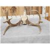 Image 6 : 4x5 Whitetail Antlers On Skull