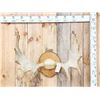 30" Wide Moose Antlers On Plaque