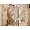 Image 2 : 30" Wide Moose Antlers On Plaque