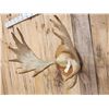 Image 3 : 30" Wide Moose Antlers On Plaque