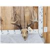 167" 6x6 Whitetail Antlers On Skull