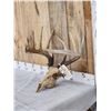 Image 2 : 167" 6x6 Whitetail Antlers On Skull
