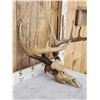 Image 3 : 167" 6x6 Whitetail Antlers On Skull