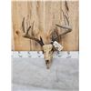 Image 4 : 167" 6x6 Whitetail Antlers On Skull