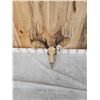 Image 5 : 167" 6x6 Whitetail Antlers On Skull