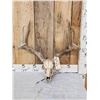 5x5 Whitetail Antlers On Skull