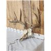 Image 2 : 5x5 Whitetail Antlers On Skull