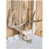 Image 3 : 5x5 Whitetail Antlers On Skull