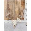 171" Whitetail Antlers On Skull