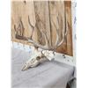 Image 2 : 171" Whitetail Antlers On Skull