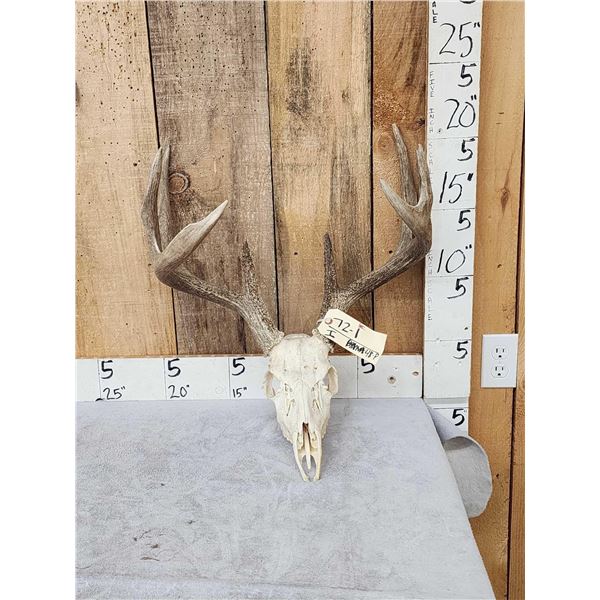 4x5 Whitetail Antlers On Skull