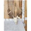 Image 1 : 4x5 Whitetail Antlers On Skull