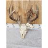 Image 2 : 4x5 Whitetail Antlers On Skull