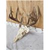 Image 3 : 4x5 Whitetail Antlers On Skull