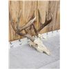 Image 4 : 4x5 Whitetail Antlers On Skull