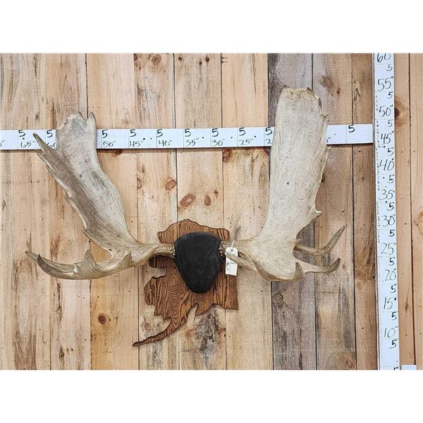 48" Wide Moose Antlers On Plaque