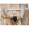Image 4 : 48" Wide Moose Antlers On Plaque