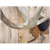 Image 6 : 48" Wide Moose Antlers On Plaque