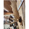 Image 7 : 48" Wide Moose Antlers On Plaque