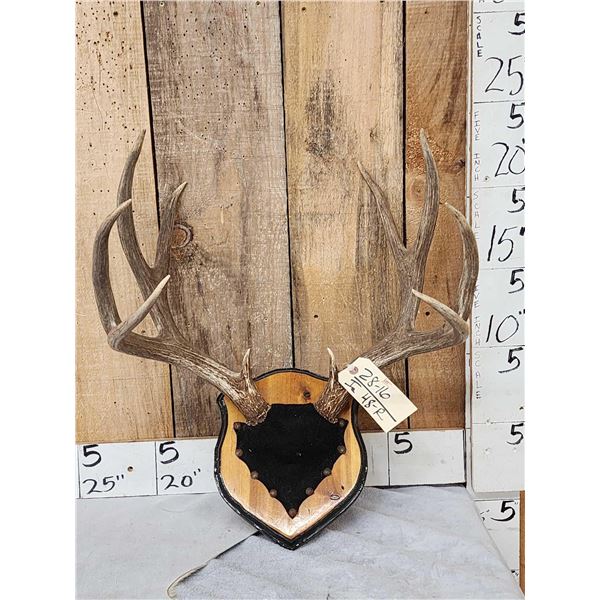 5X5 Mule Deer Antlers On Plaque