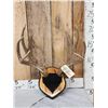 5X5 Mule Deer Antlers On Plaque