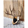 Image 2 : 5X5 Mule Deer Antlers On Plaque