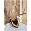 Image 3 : 5X5 Mule Deer Antlers On Plaque