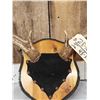 Image 4 : 5X5 Mule Deer Antlers On Plaque