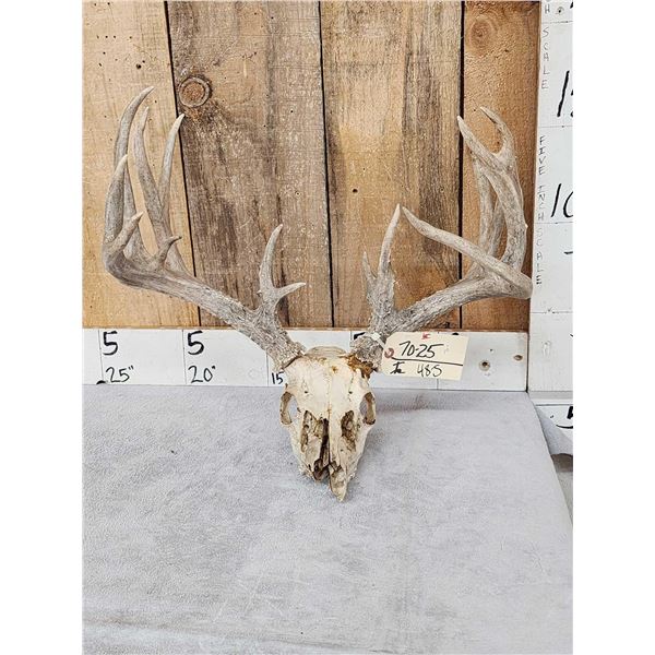 170" Whitetail Antlers On Skull