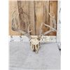 170" Whitetail Antlers On Skull
