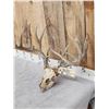 Image 2 : 170" Whitetail Antlers On Skull