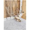 Image 3 : 170" Whitetail Antlers On Skull