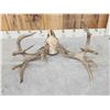 Image 4 : 170" Whitetail Antlers On Skull