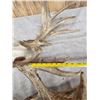 Image 10 : GIANT 322" Whitetail Antlers On Skull