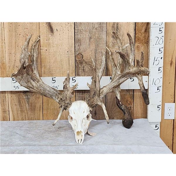 GIANT 322" Whitetail Antlers On Skull