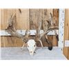 GIANT 322" Whitetail Antlers On Skull