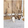 Image 3 : GIANT 322" Whitetail Antlers On Skull