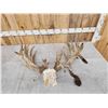 Image 5 : GIANT 322" Whitetail Antlers On Skull