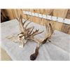 Image 6 : GIANT 322" Whitetail Antlers On Skull
