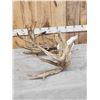 Image 7 : GIANT 322" Whitetail Antlers On Skull