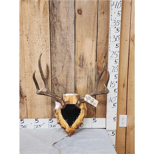 5x5 Mule Deer Antlers On Plaque