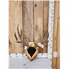 5x5 Mule Deer Antlers On Plaque